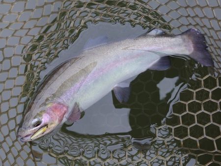 釣り納め ～大安トラウトレイク～